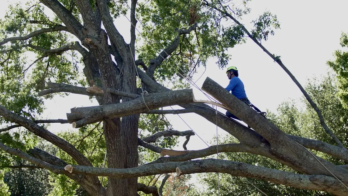 Professional Crown Thinning performed by certified arborists in Immaculata