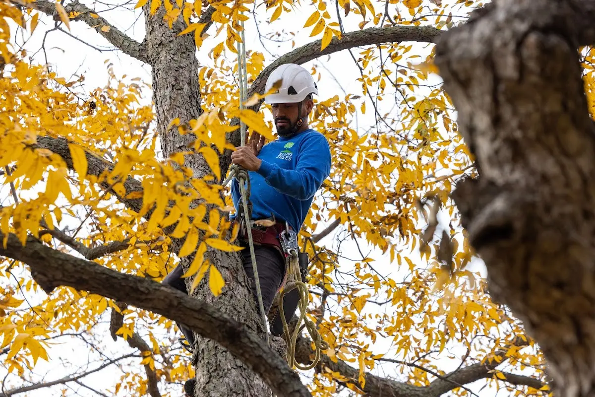 Skilled Tree Pruning crew working in Immaculata