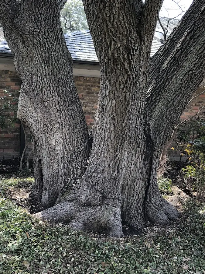 Mature heritage tree close to a Immaculata property cared for by certified arborists